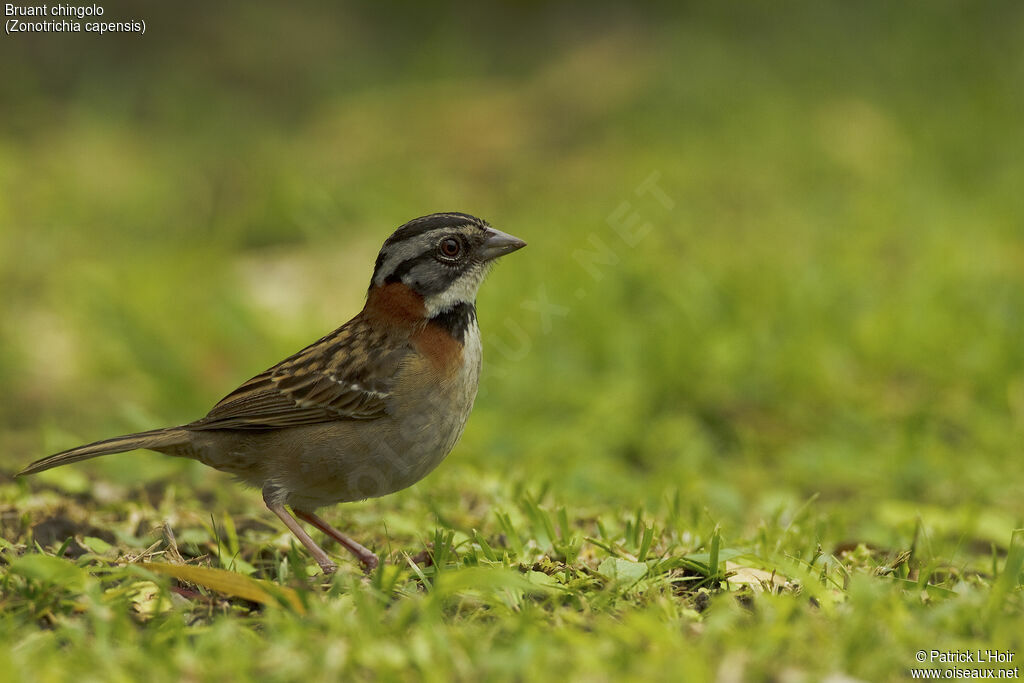 Rufous-collared Sparrow