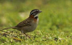 Rufous-collared Sparrow