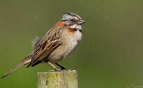 Rufous-collared Sparrow