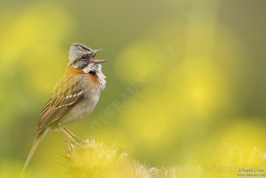 Rufous-collared Sparrow