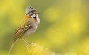 Rufous-collared Sparrow