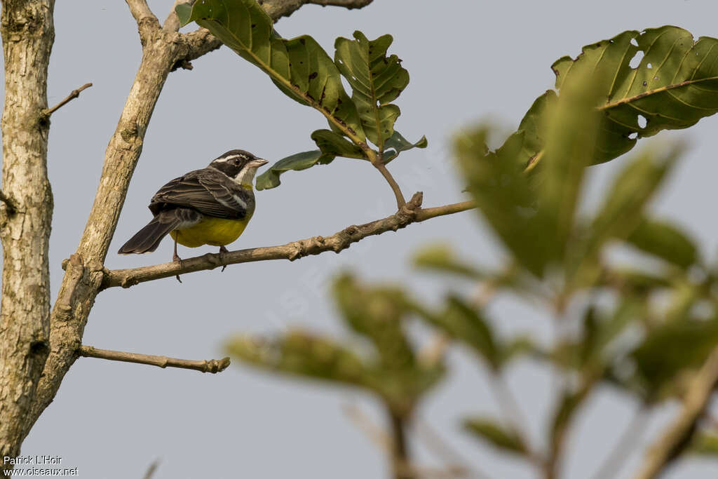 Cabanis's Bunting male adult