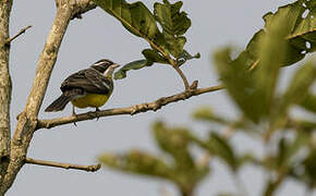 Cabanis's Bunting