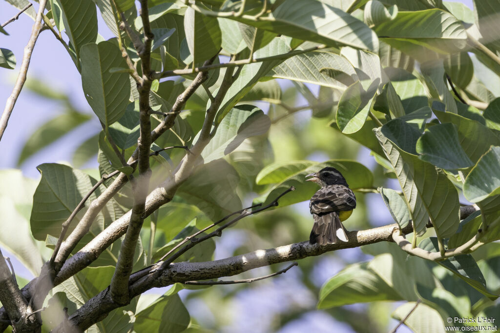 Cabanis's Bunting