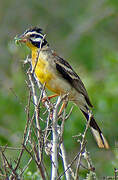 Somali Bunting