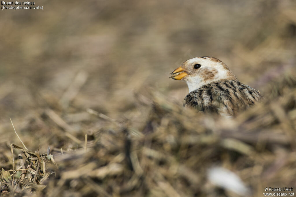 Snow Bunting, feeding habits