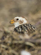 Snow Bunting