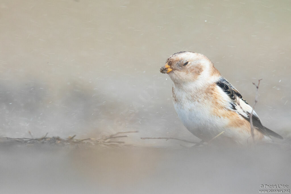 Bruant des neiges