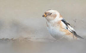 Snow Bunting