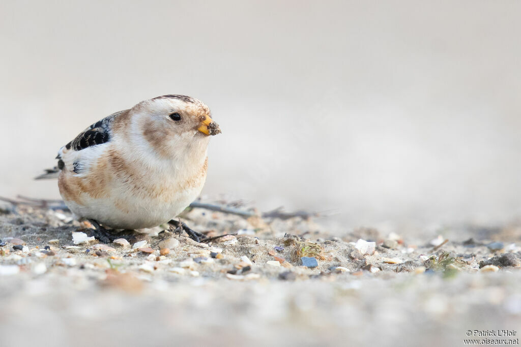 Snow Bunting