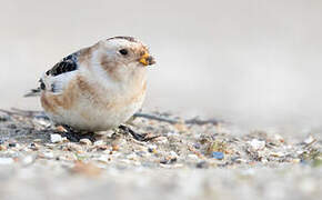 Snow Bunting