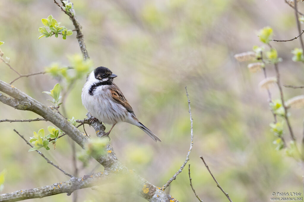 Common Reed Bunting male adult