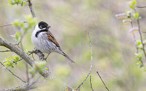 Common Reed Bunting