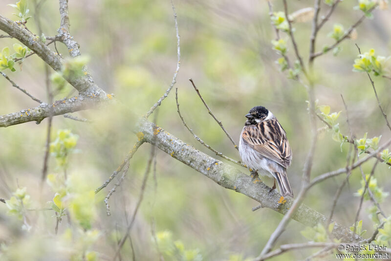 Common Reed Bunting male adult breeding