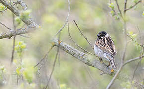 Common Reed Bunting