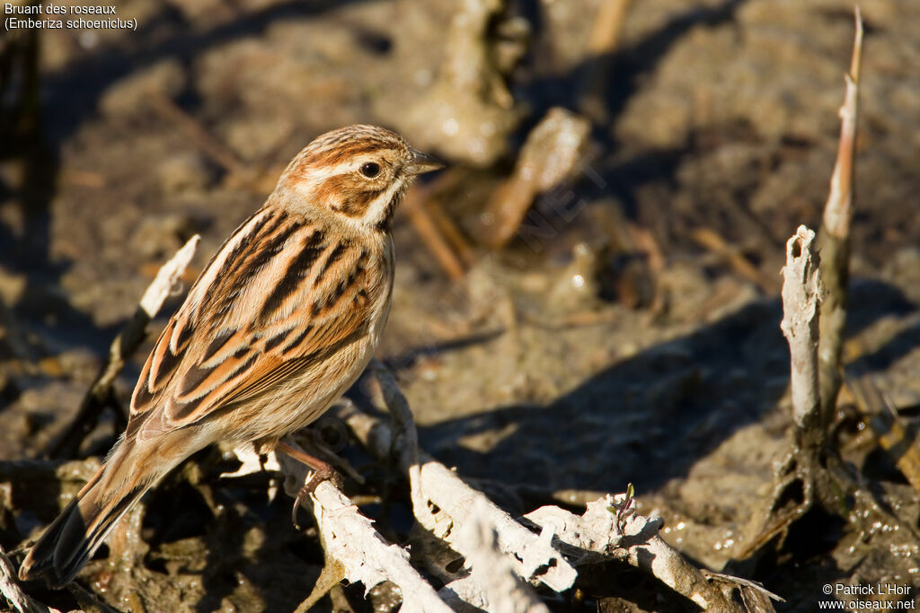 Common Reed Bunting