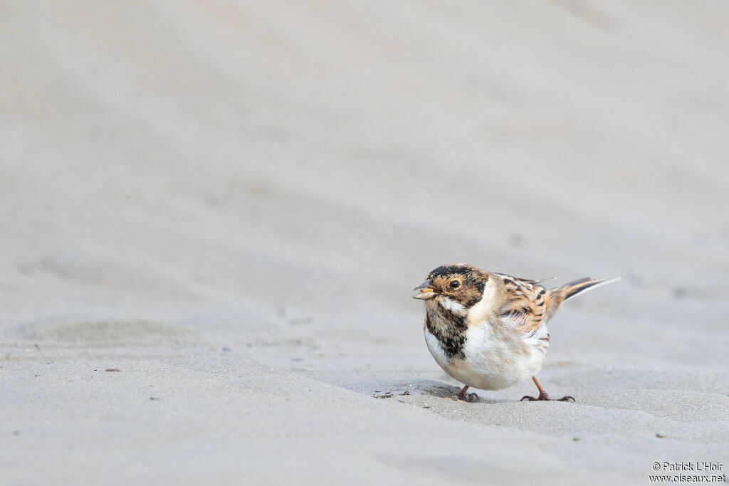 Common Reed Bunting male adult post breeding, eats