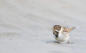 Common Reed Bunting