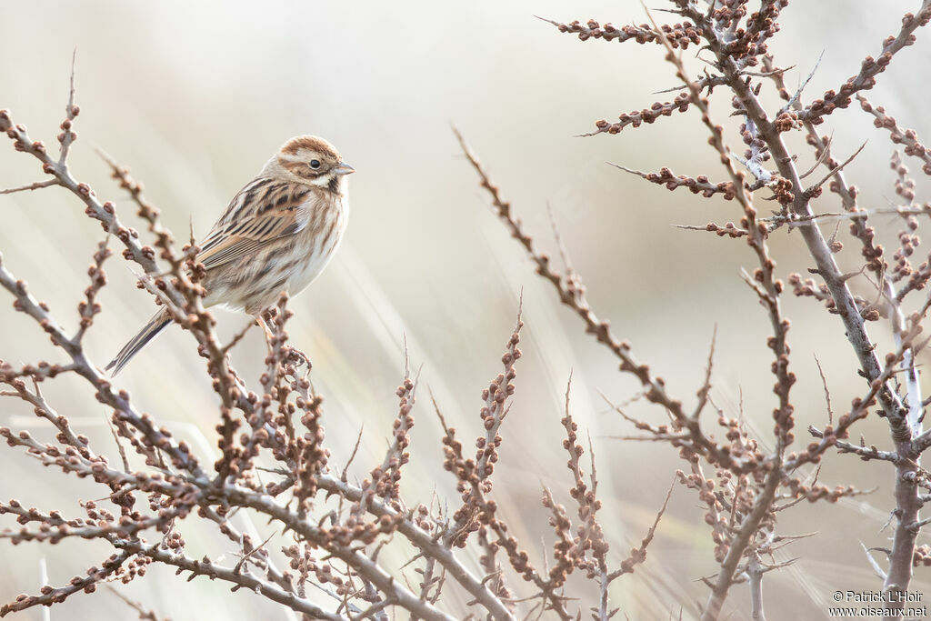 Common Reed Bunting female adult post breeding