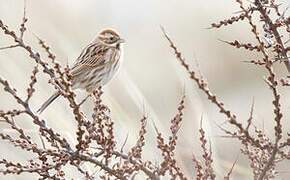 Common Reed Bunting