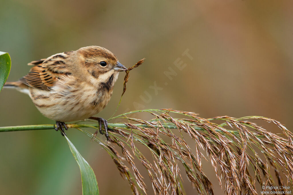 Common Reed Bunting