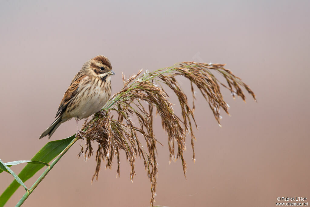 Common Reed Bunting