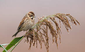 Common Reed Bunting