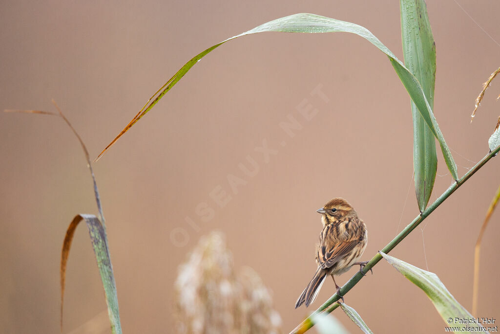 Common Reed Bunting