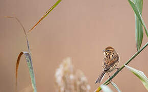 Common Reed Bunting