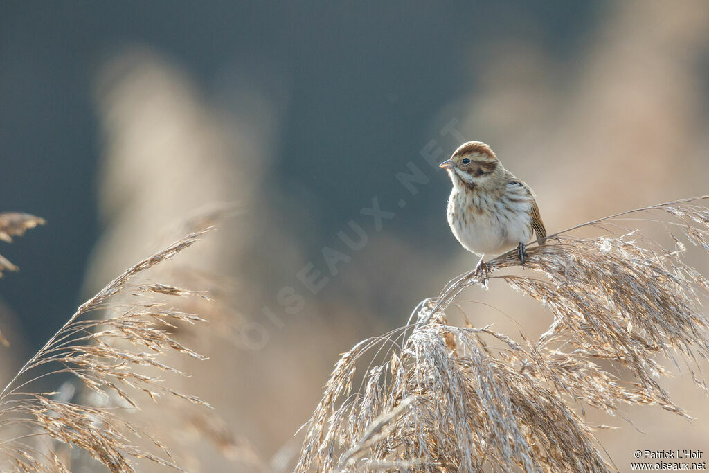 Common Reed Bunting