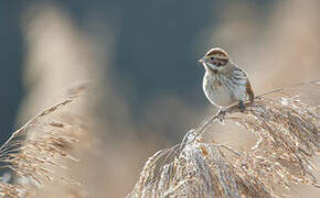 Common Reed Bunting