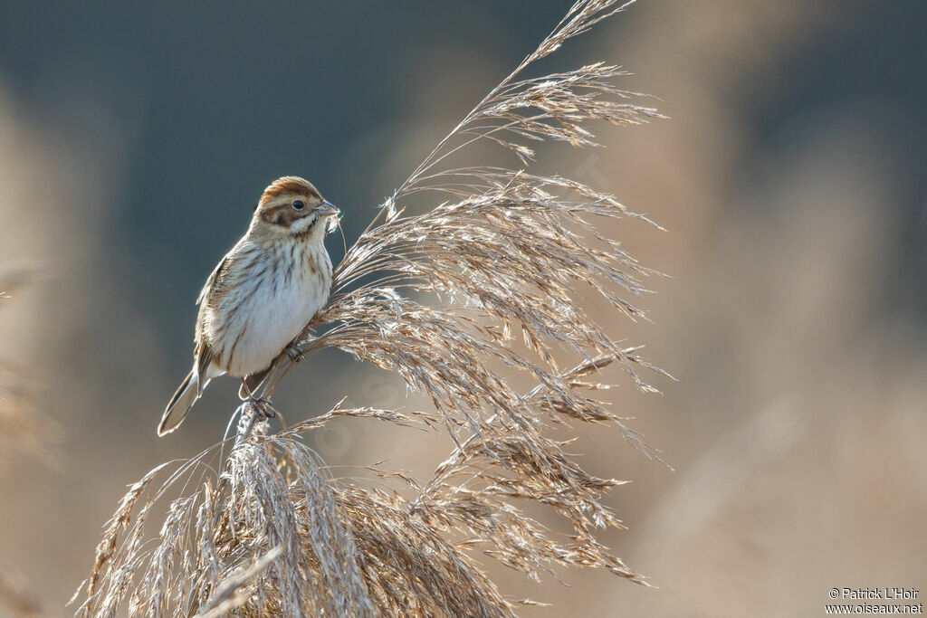 Common Reed Bunting