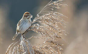 Common Reed Bunting