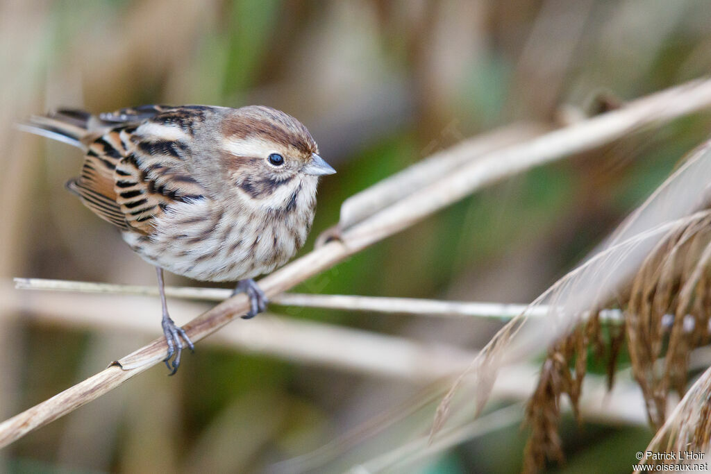 Common Reed Bunting