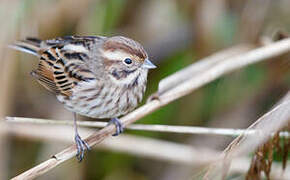 Common Reed Bunting