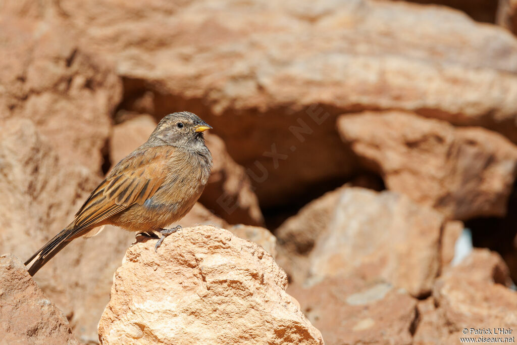 Bruant du Sahara