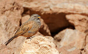 House Bunting