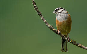 Rock Bunting