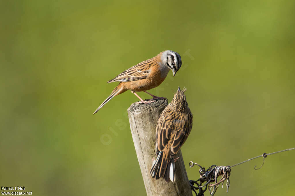 Rock Bunting, eats, Reproduction-nesting