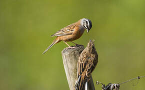 Rock Bunting