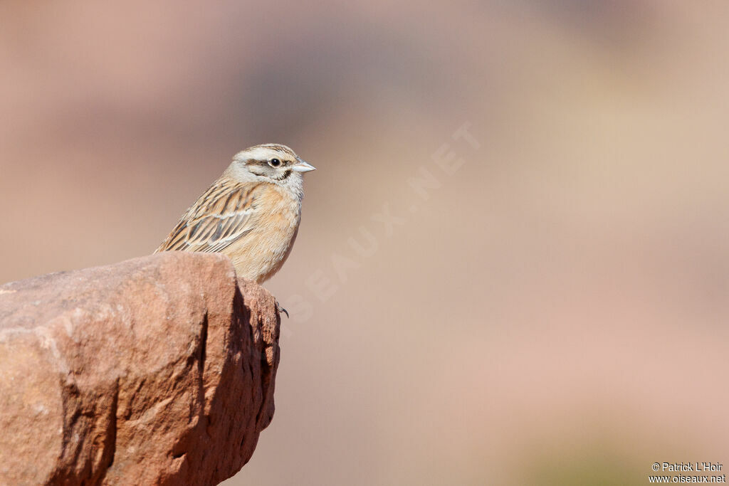 Rock Bunting