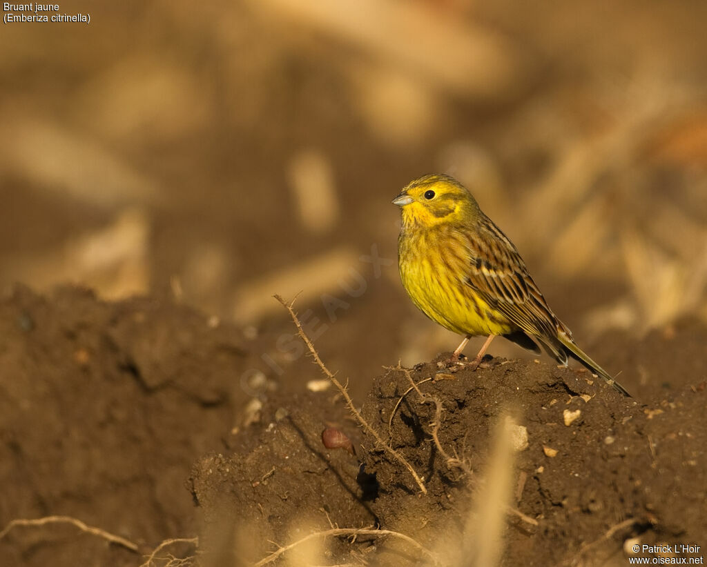 Bruant jaune