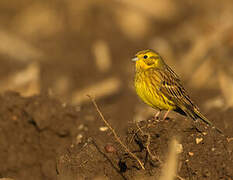 Yellowhammer