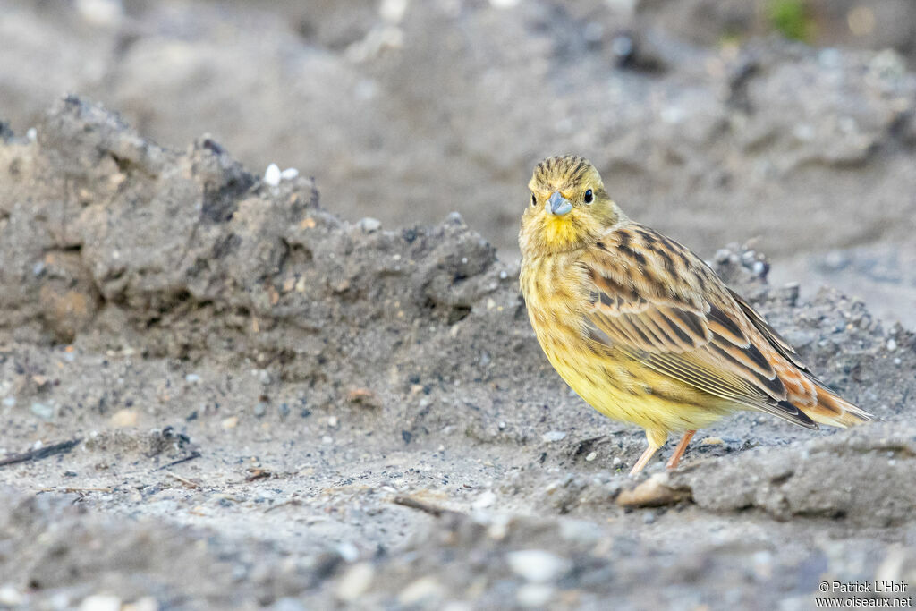 Bruant jaune