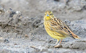 Yellowhammer