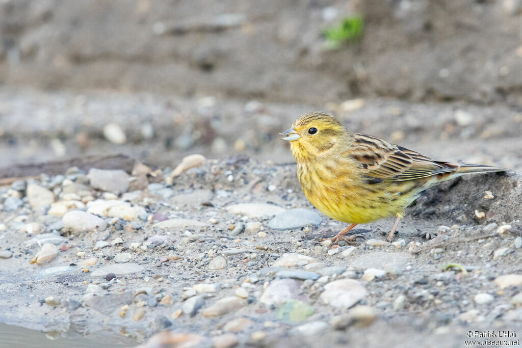 Bruant jaune