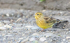 Yellowhammer