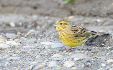 Bruant jaune