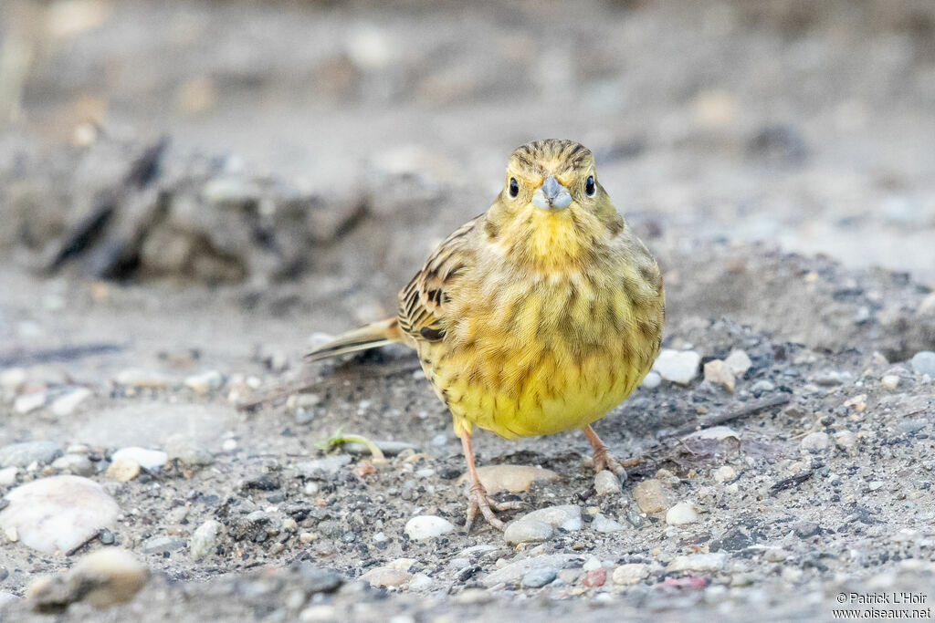 Yellowhammer