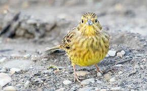 Yellowhammer